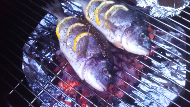 Sea Bream